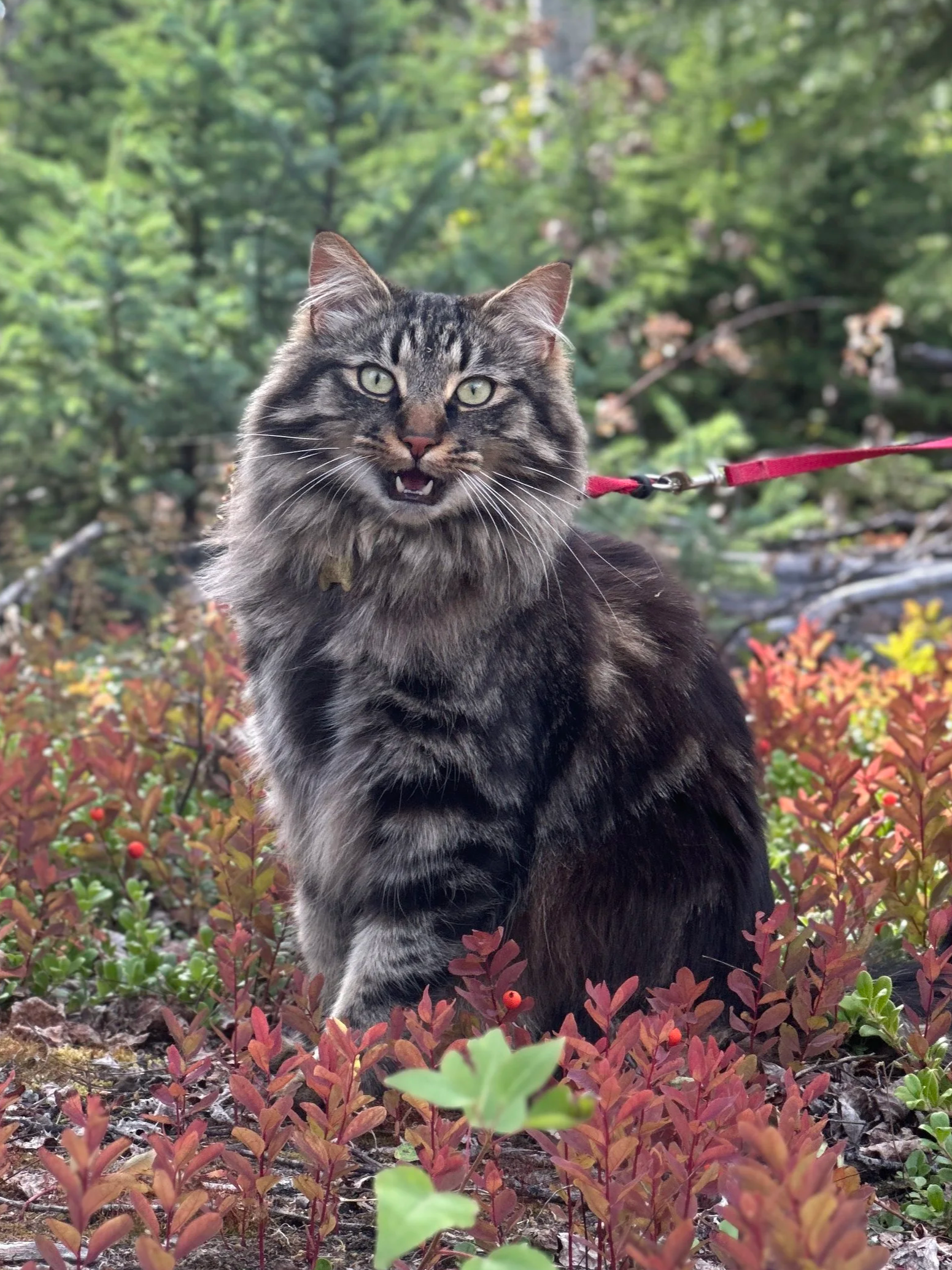 A long-haired tabby cat sitting outdoors in front of a blurred green background with plants and trees, attached to a red leash.