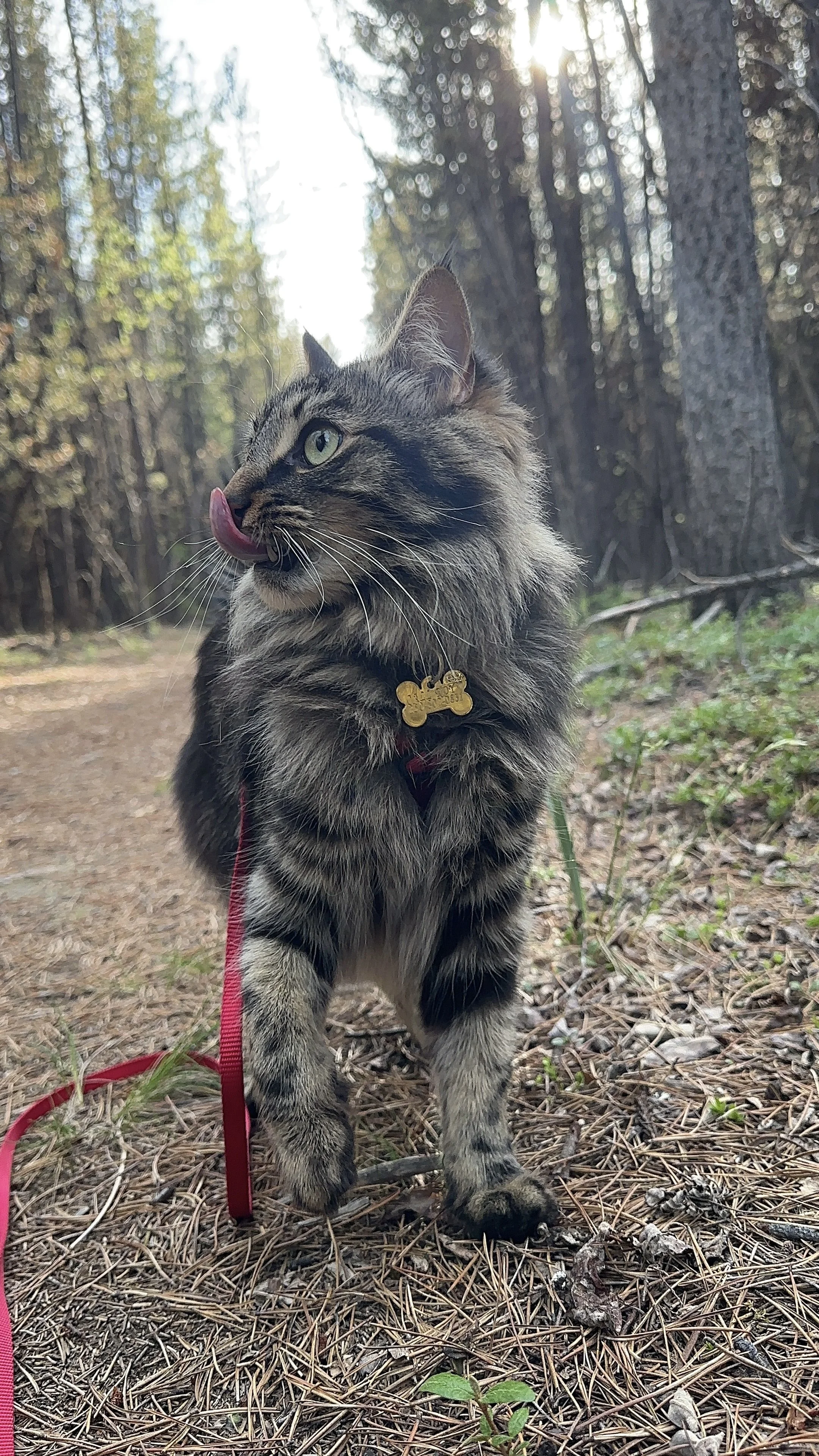 A tabby cat with long fur and green eyes standing on a forest trail, licking its nose, with sunlight filtering through trees in the background.