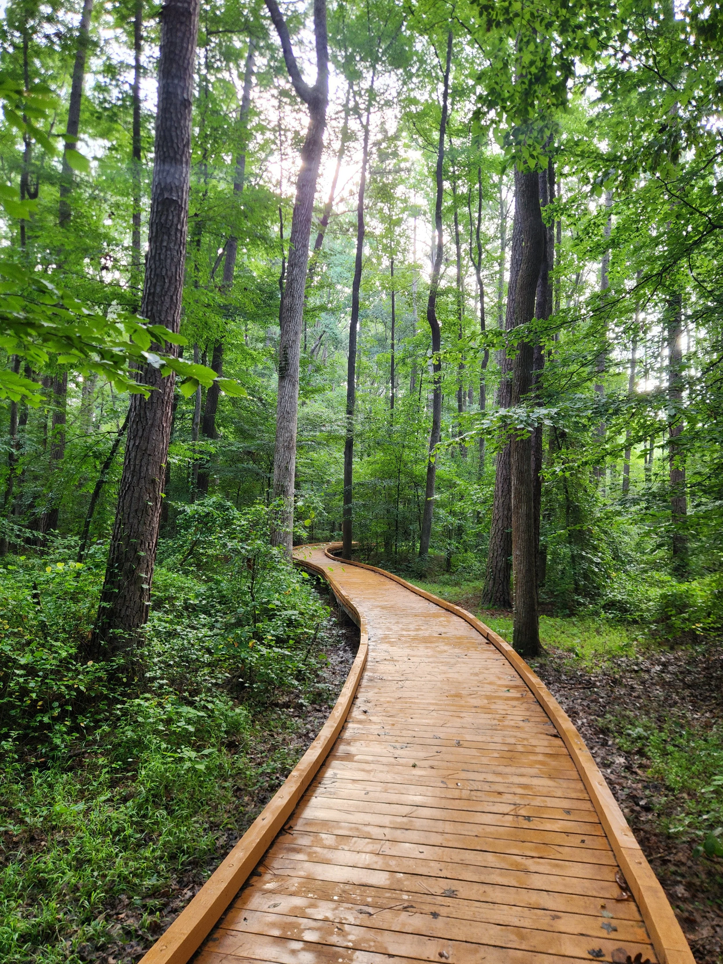 A wooden path winding through a forest of trees with green leaves