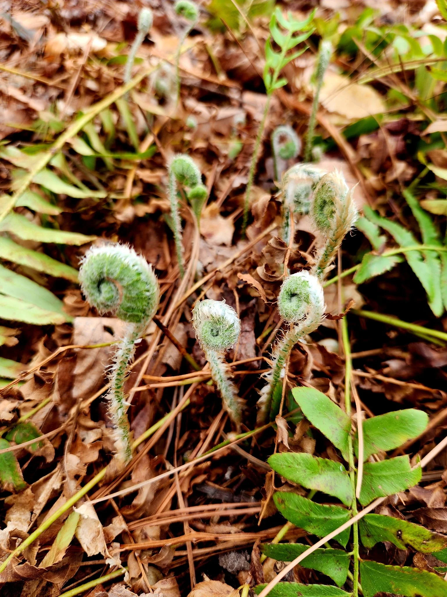 Curly green ferns growing on the brown leaf litter of a forest floor
