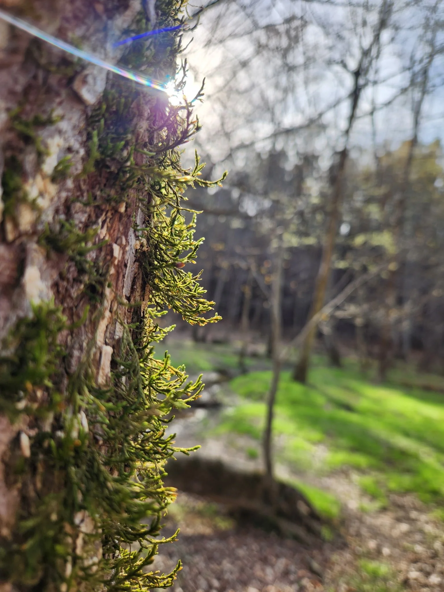 A tree with lichen growing on in, with a sunbeam shining out from behind