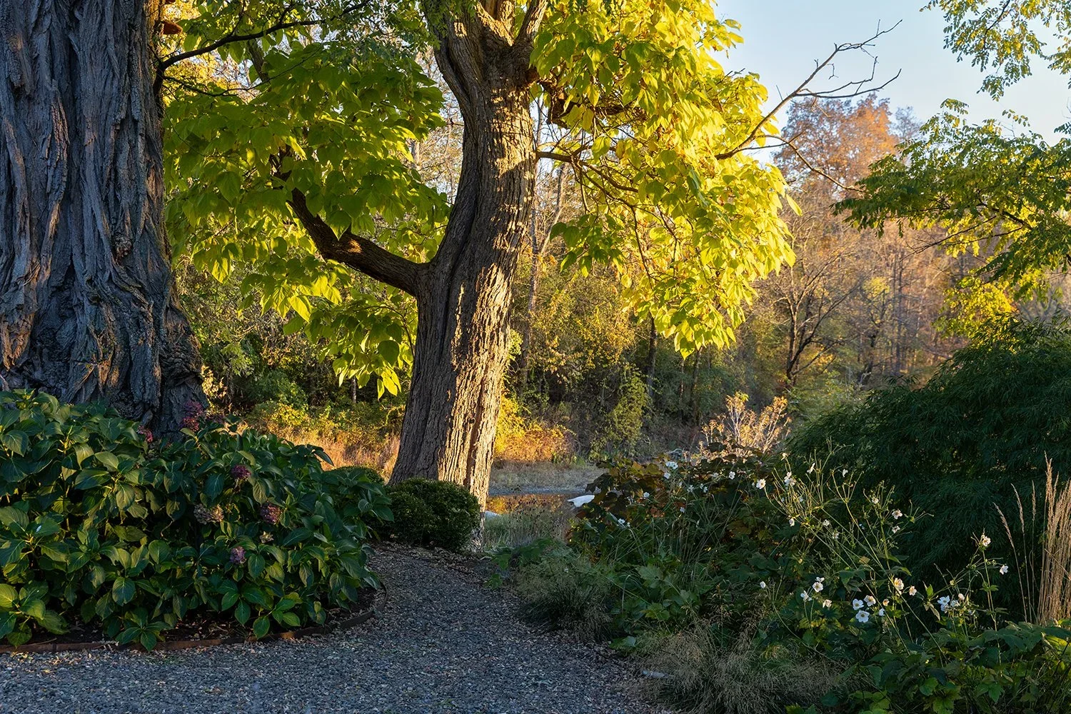 tree.webp