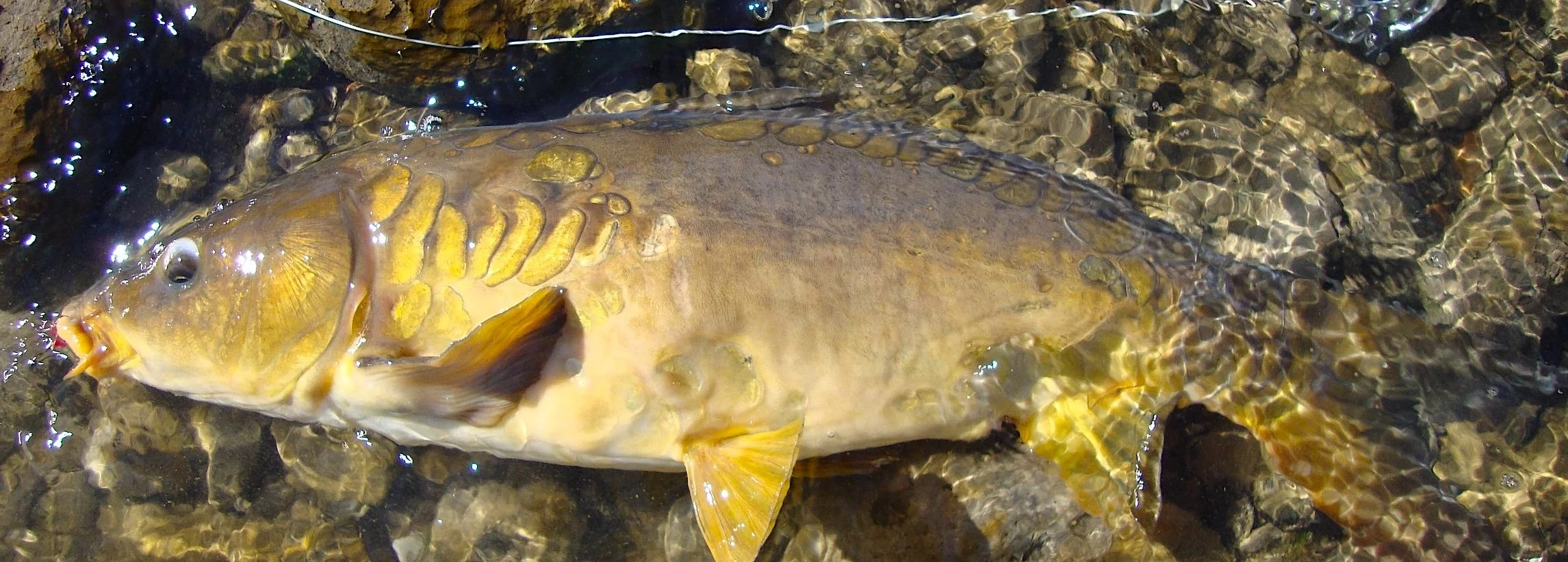 Columbia River Mirror Carp_SQweb.JPG
