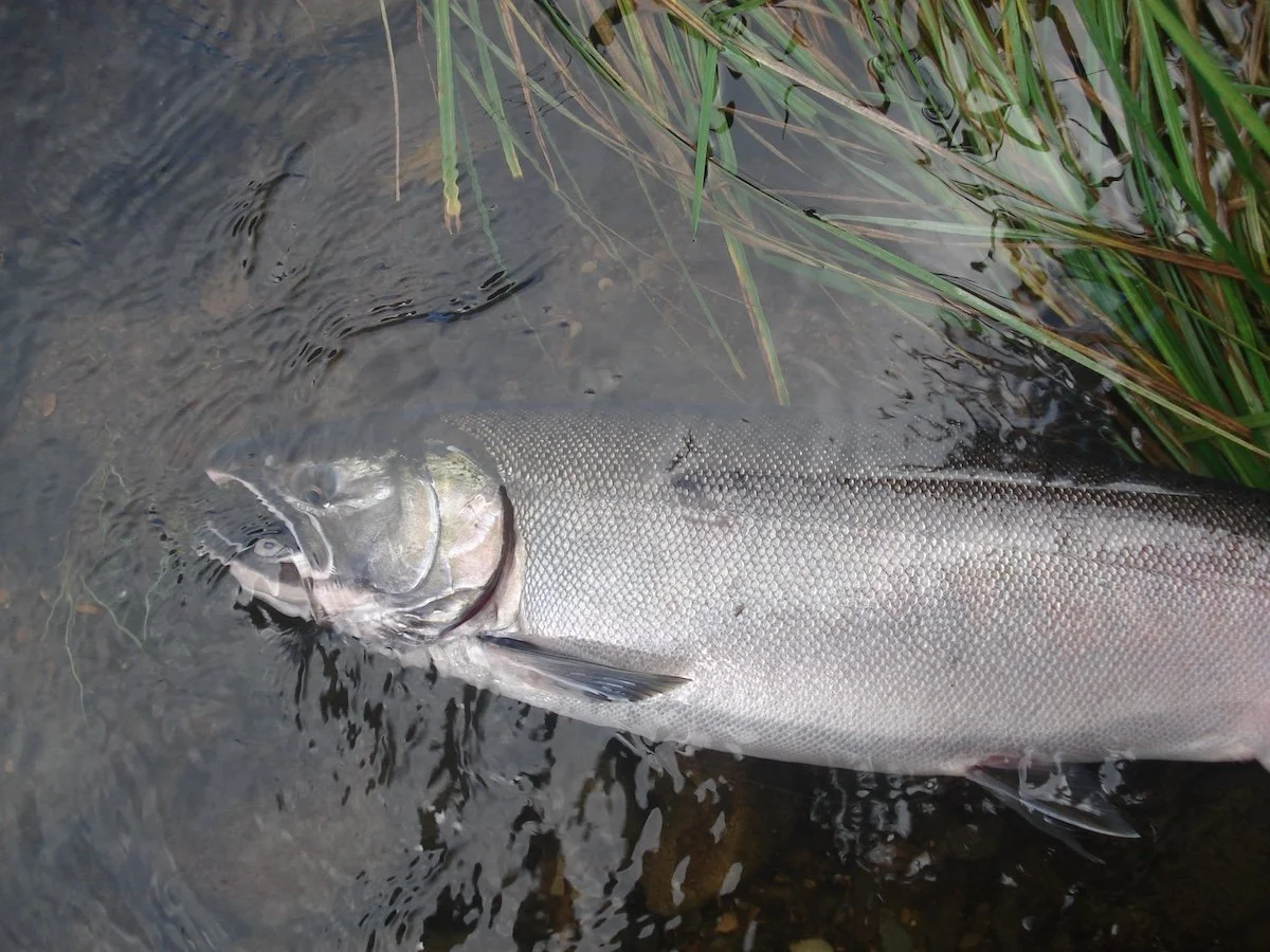 Hatchery Coho_SQweb.JPG