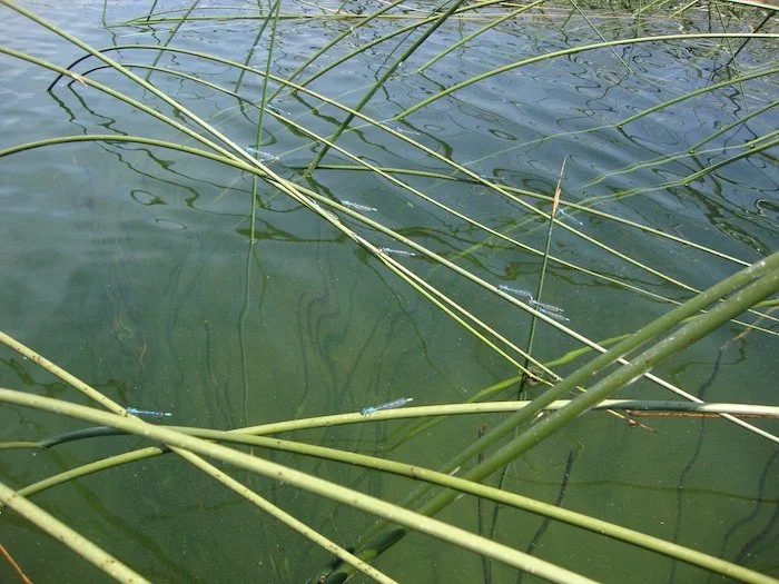 Damselflies_SQweb.JPG