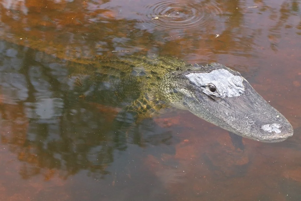 Alligator2_SQweb.JPG