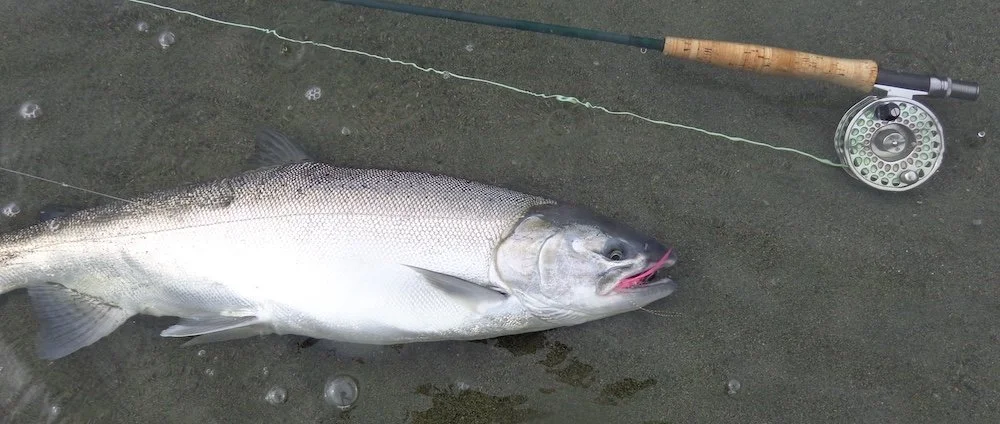 Chromer on the Italion River_SQweb.JPG