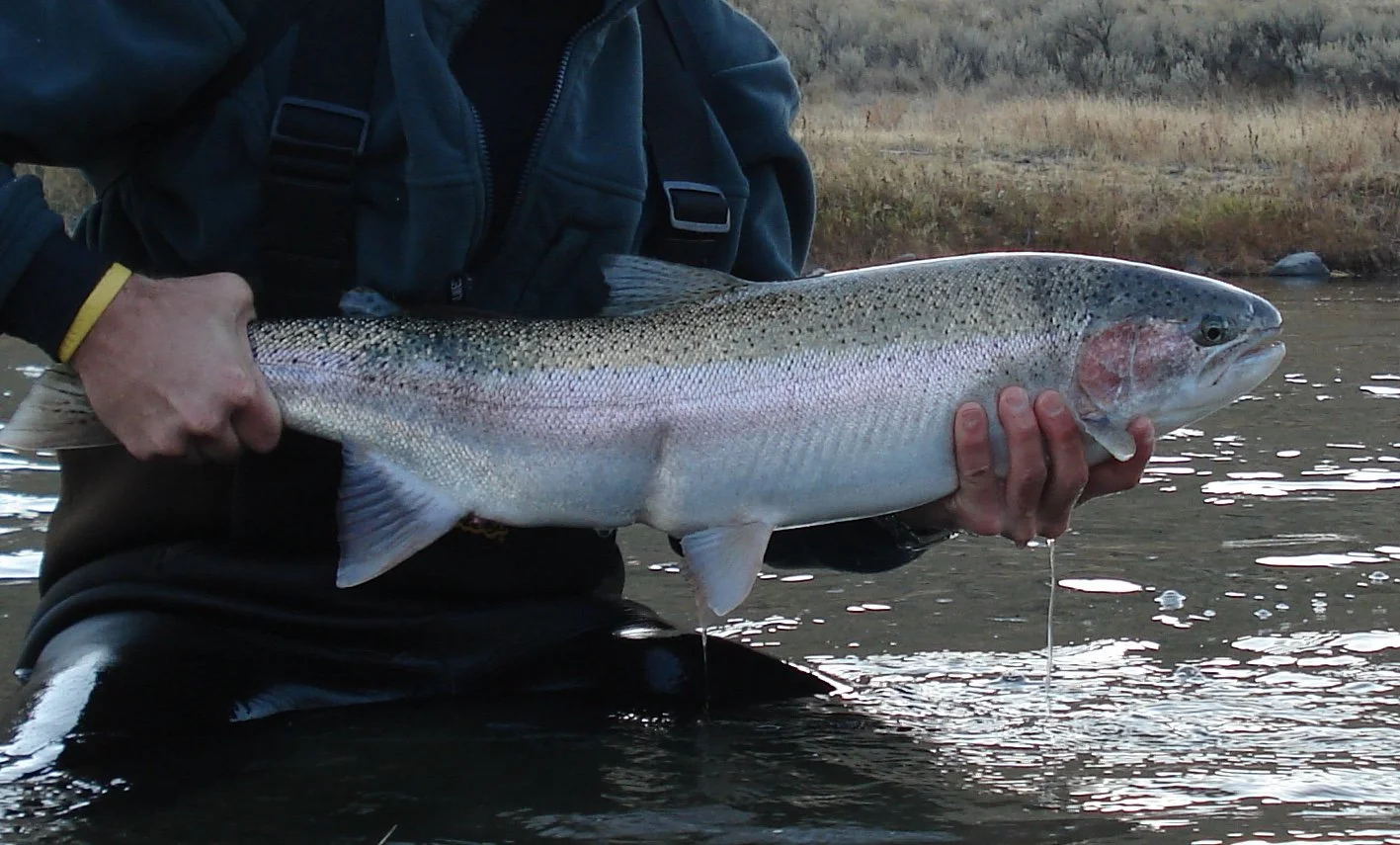 John Day River Steelhead Closure
