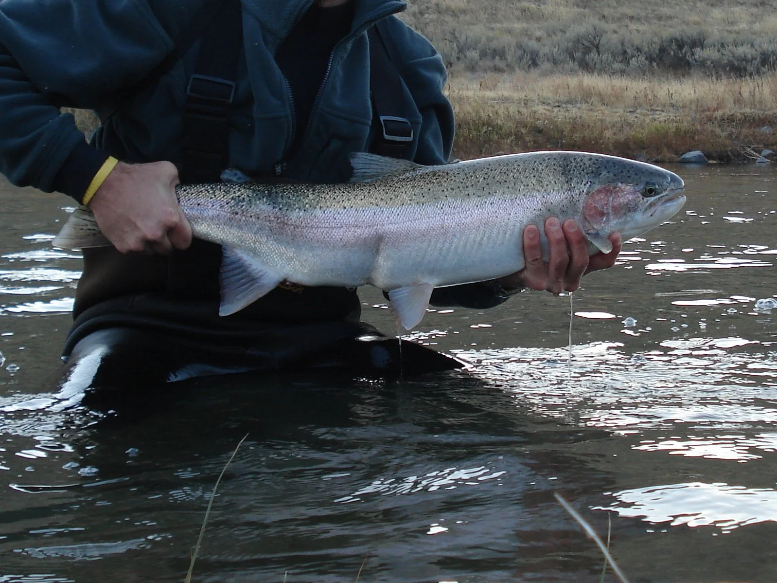 John Day River Steelhead Closure