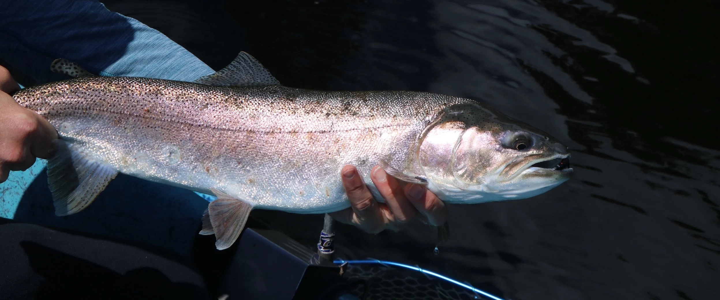 Thick Bow_SQweb.JPG