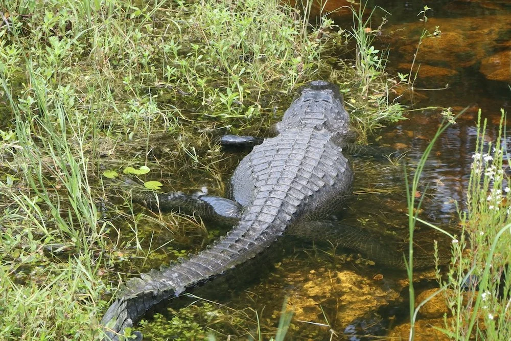 Alligator_SQweb.JPG