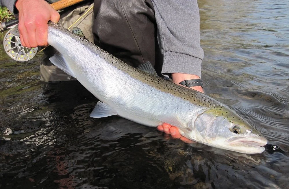 Derek_steelhead2.jpg