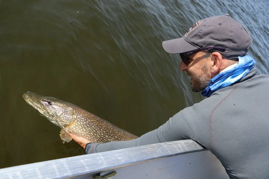 Pike Release2_SQweb.JPG