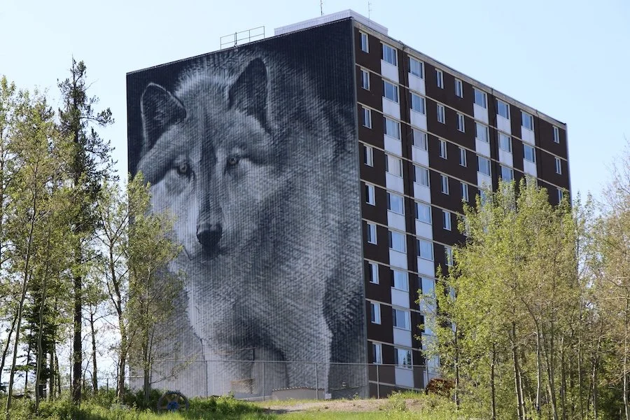 Wolf_SQweb.JPG