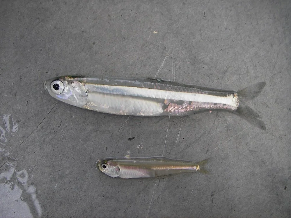 Anchovies_SQweb.JPG