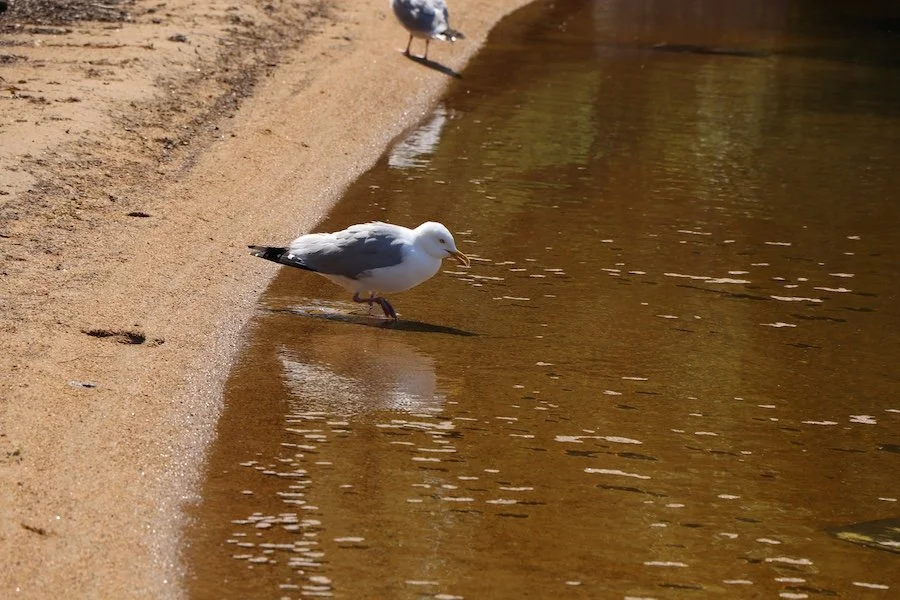 Gull_SQweb.JPG