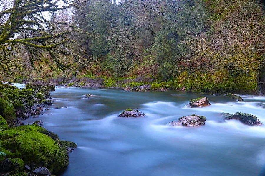Steelhead Green_SQweb.JPG