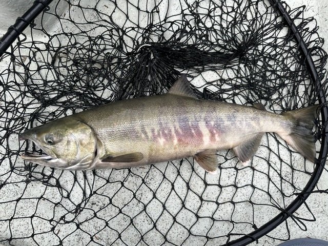 Chum in the Net_SQweb.jpeg