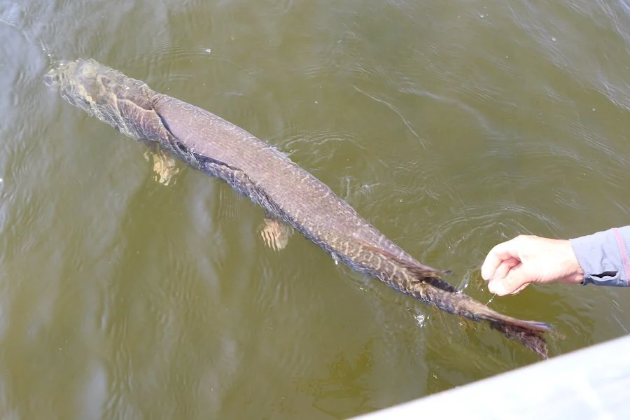 Pike Release_SQweb.JPG