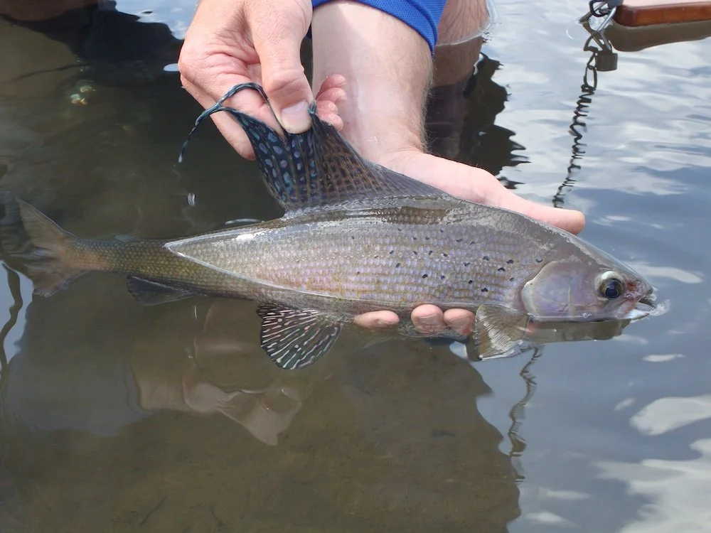 1st Montana Grayling2_SQweb.JPG