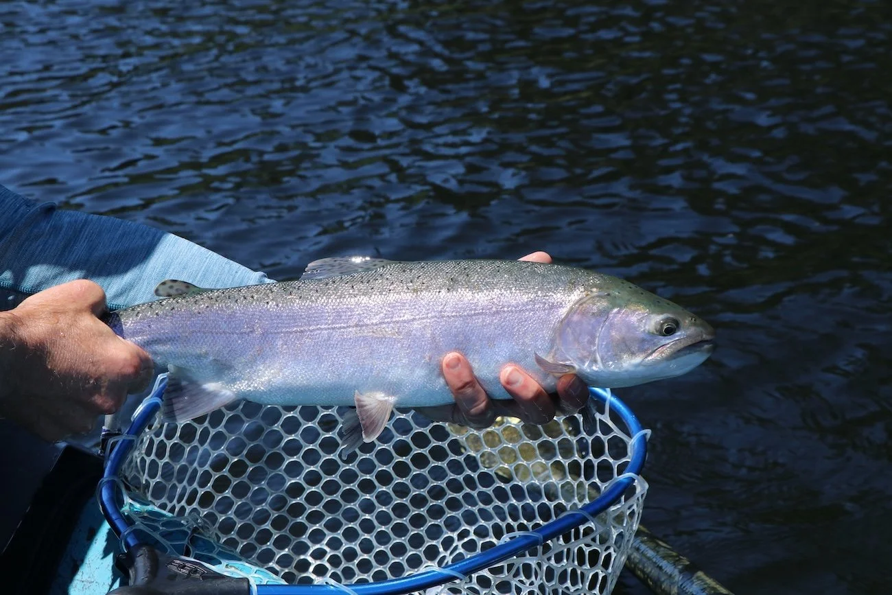 Perfect Bow_SQweb.JPG