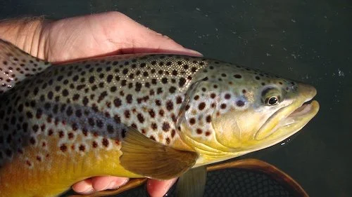Owyhee Brown_SQweb.JPG