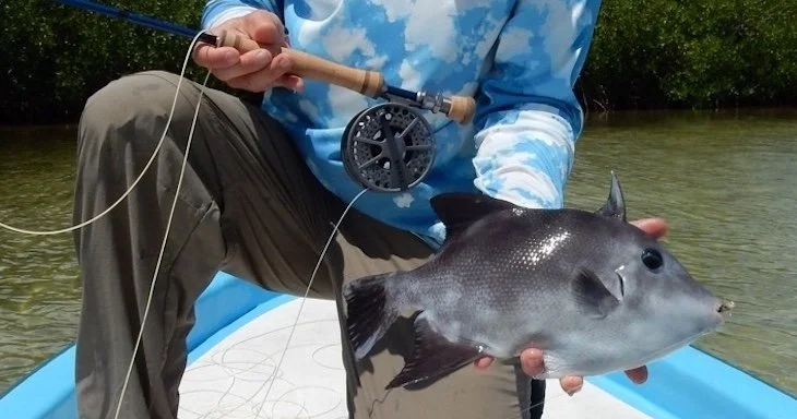 Triggerfish_SQweb.JPG