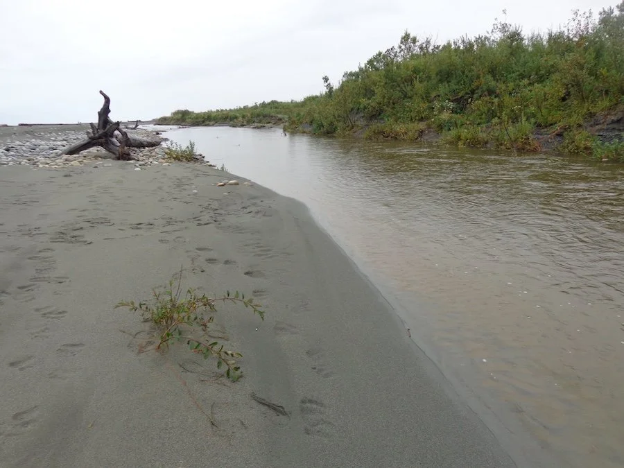 Bear Tracks on Yana River.JPG