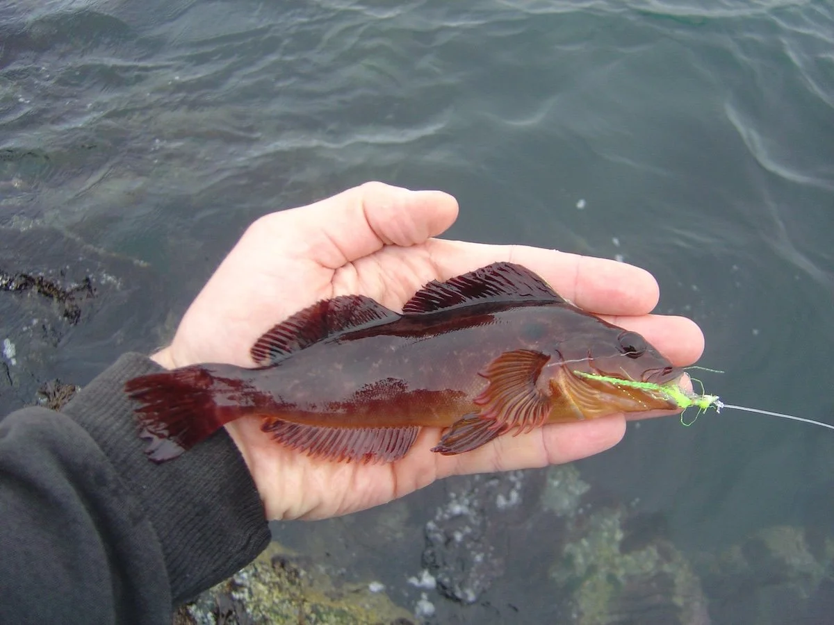 Kelp Greenling from Barview_6.2006.JPG