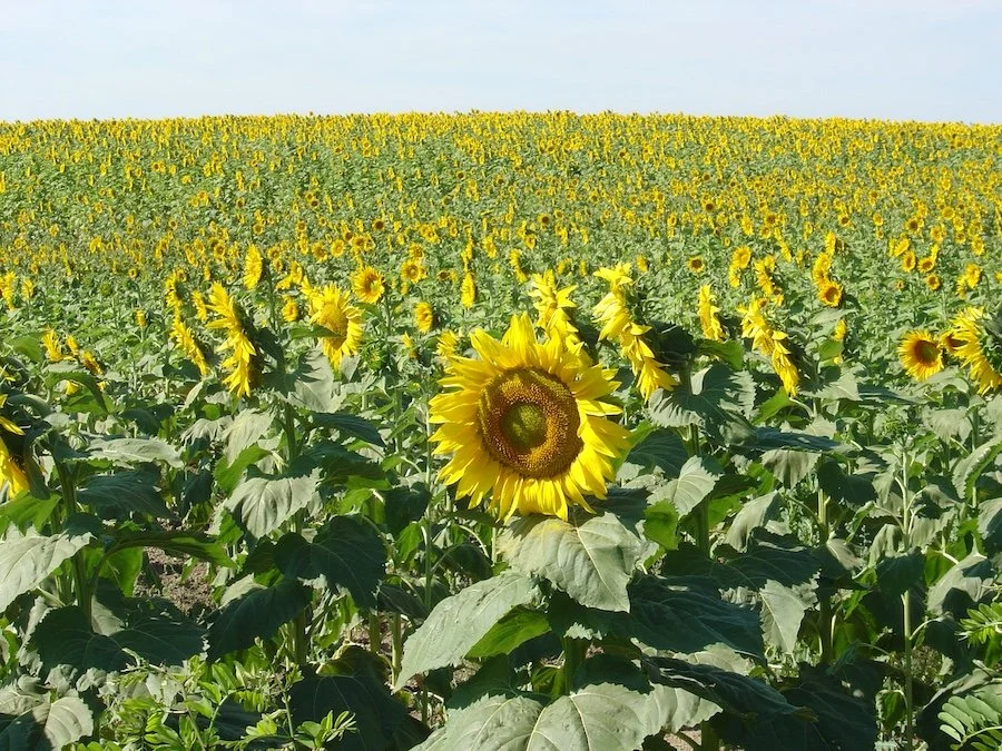Sunflowers_SQweb.JPG
