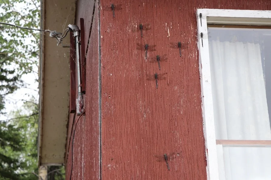 Dragonflies_SQweb.JPG