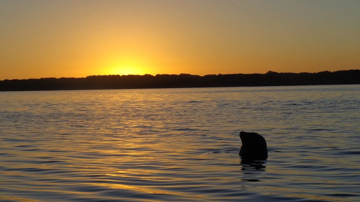 Sunset Seal_SQweb.JPG