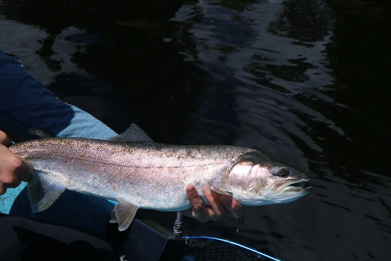 Thick Bow_SQweb.JPG