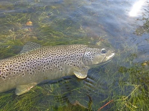 Brown Release_SQweb.JPG