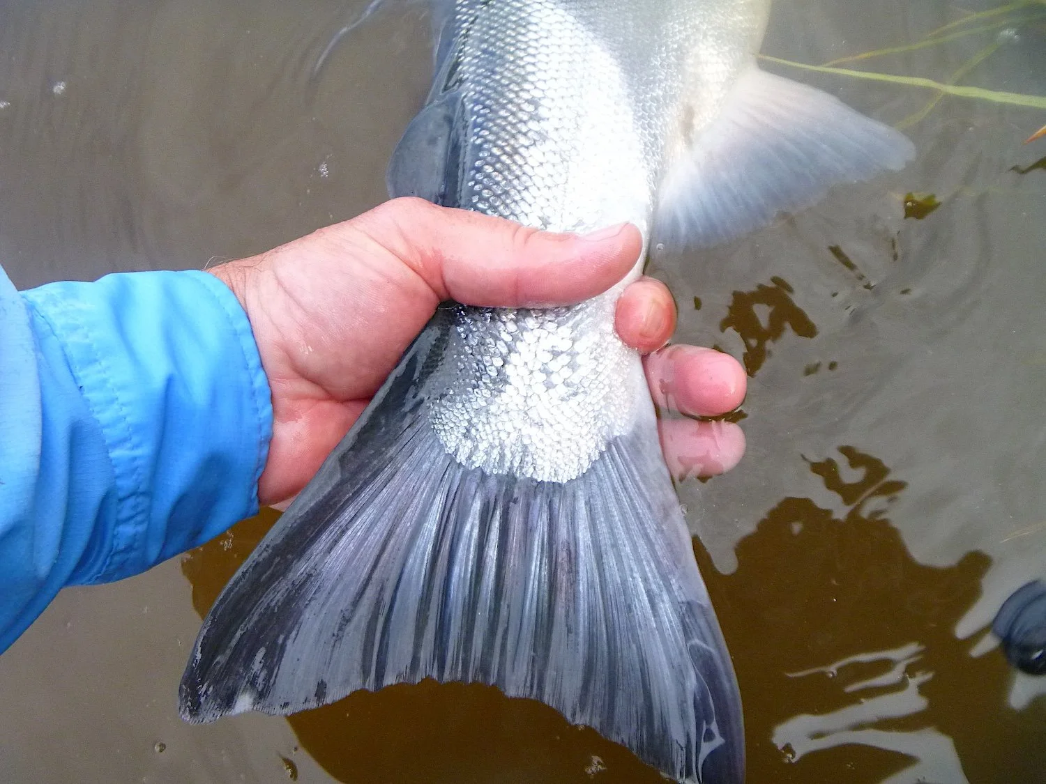 Coho Tail.JPG