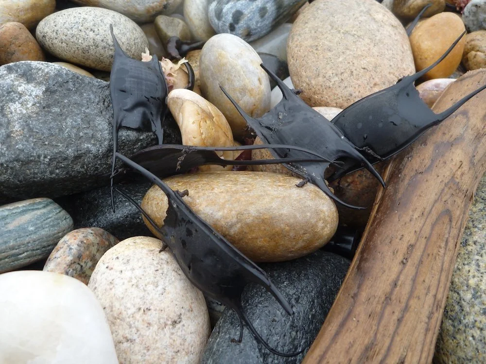 Skate Egg Cases_SQweb.jpg