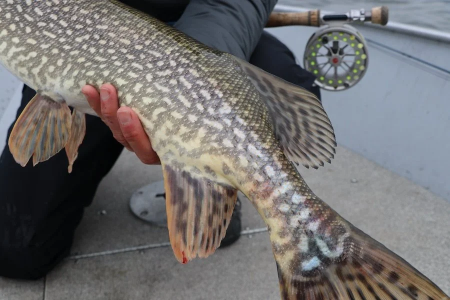 Pike Tail_SQweb.JPG