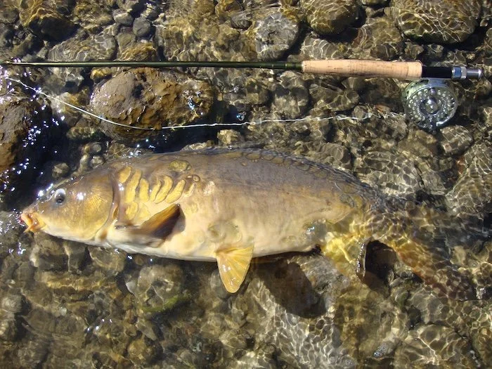 Columbia River Mirror Carp_SQweb.JPG