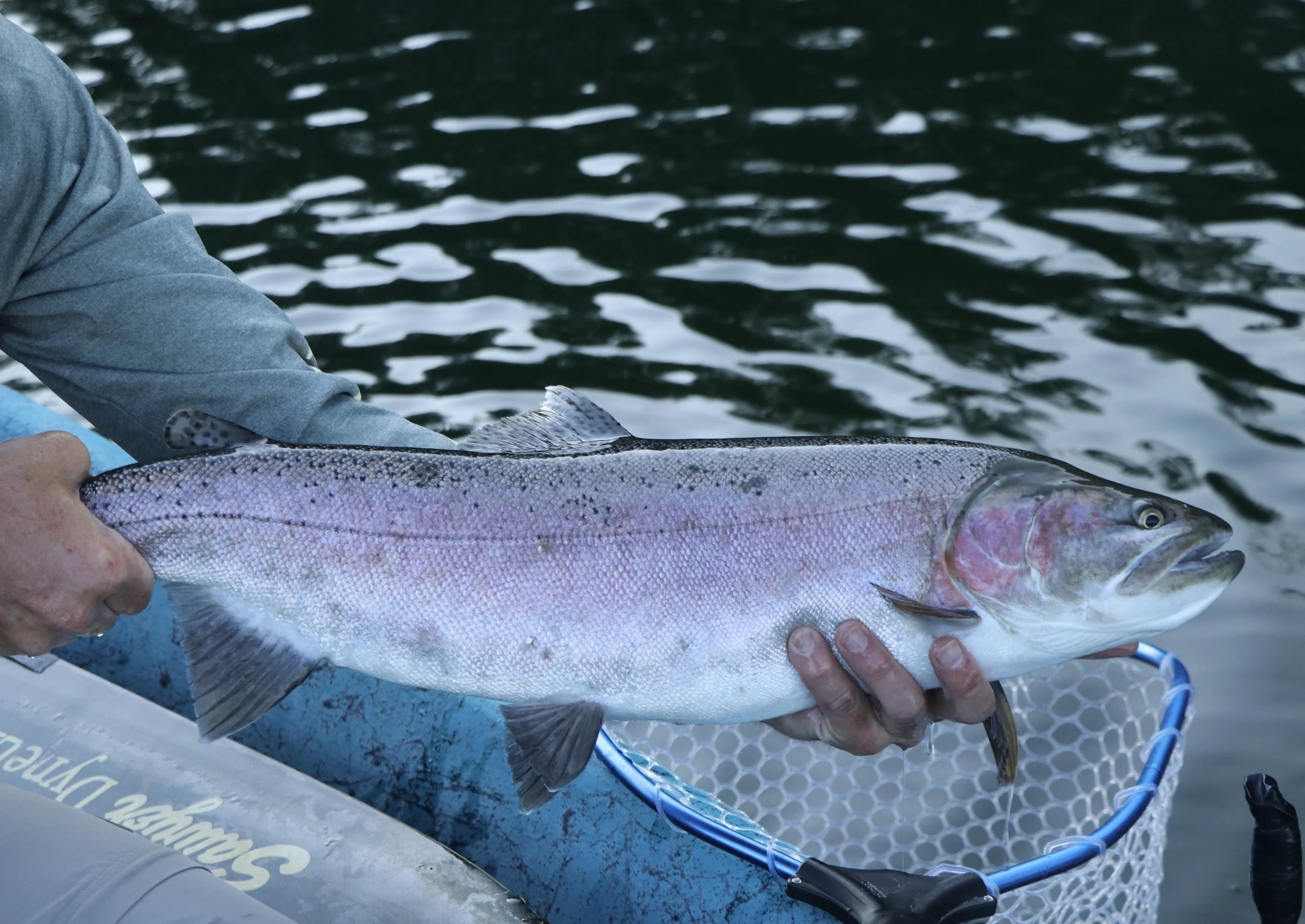 Rose Colored Buck_SQweb.jpg