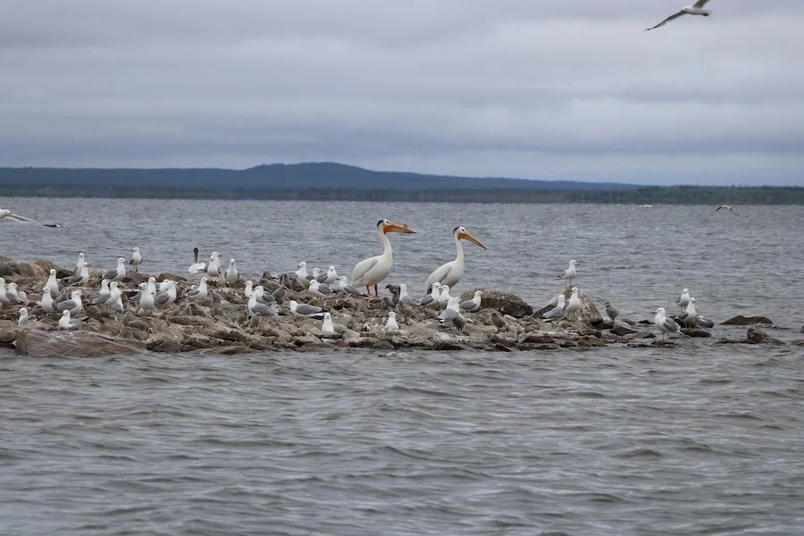 Pelicans_SQweb.JPG