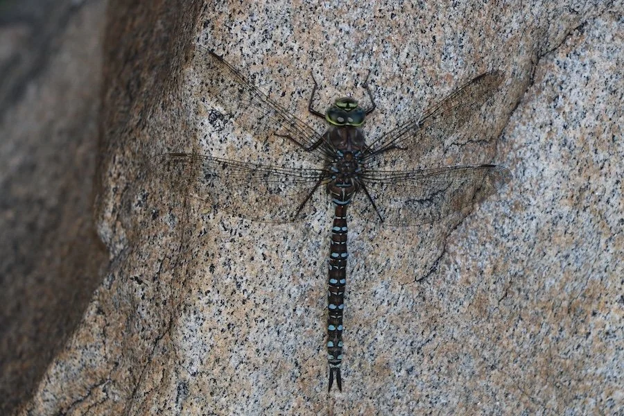 Dragonfly_SQweb.JPG