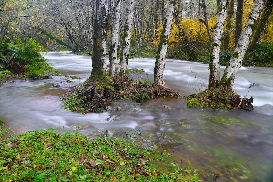 Around the Alders_SQweb.JPG