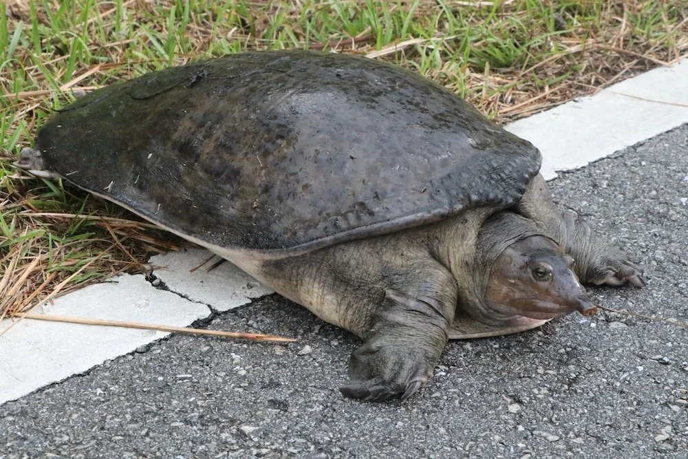 Tortoise_SQweb.JPG