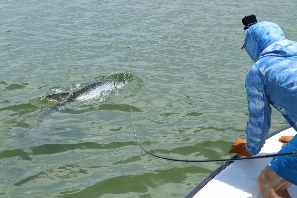 Tarpon Fight_SQweb.JPG