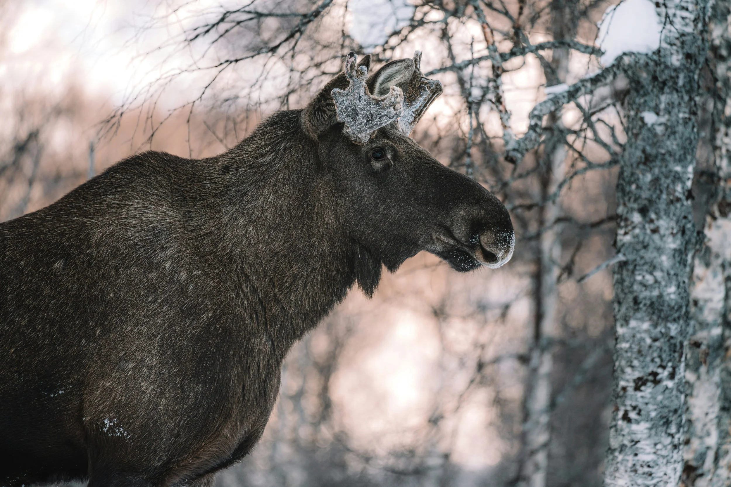 Moose and wildlife safaris in Vesteralen, Northern Norway, at cozy Arctic cabin retreat Ringstad Sjohus.