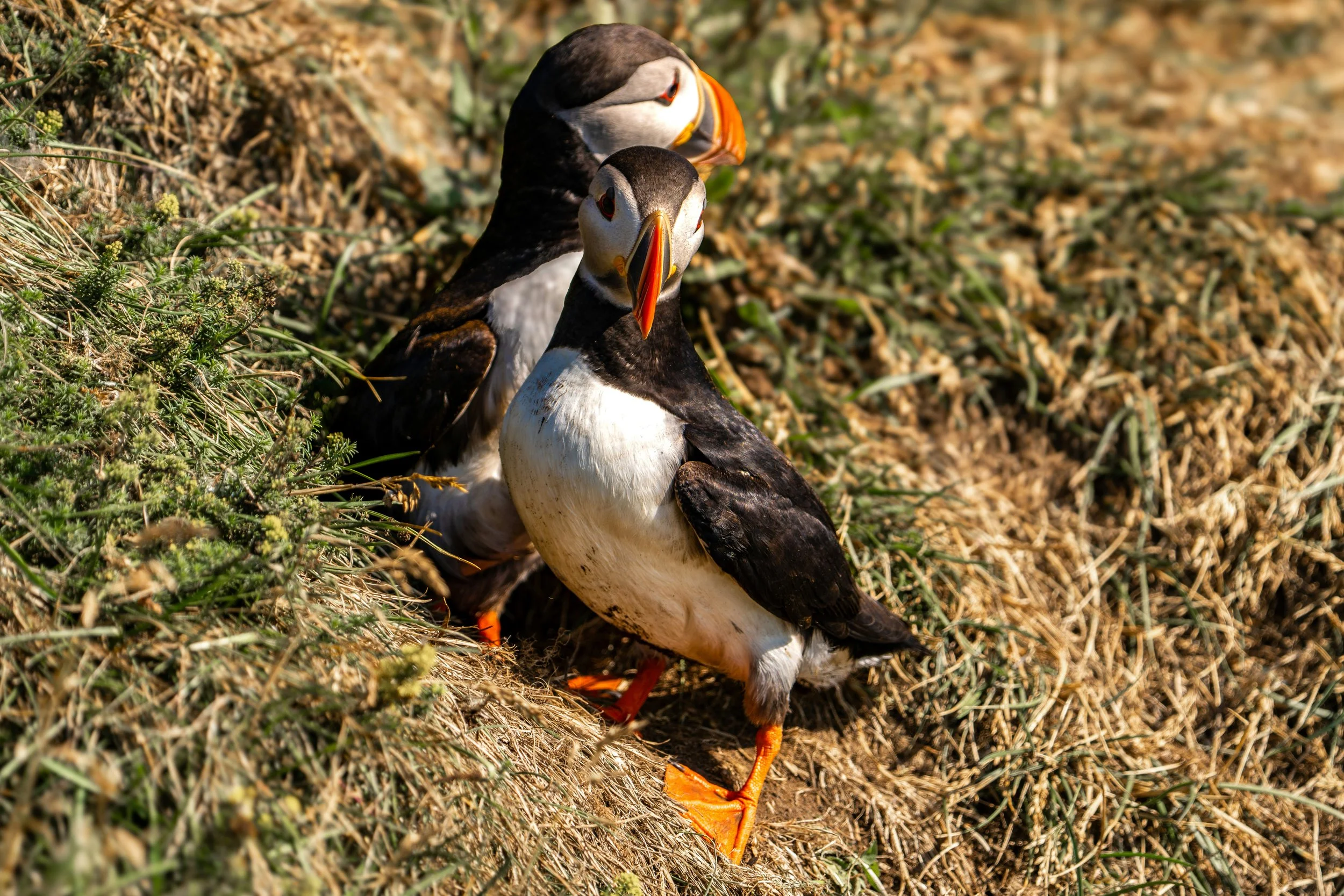 Bird watching and puffins in Vesteralen, Northern Norway, Arctic at cozy cabin retreat Ringstad Sjohus.