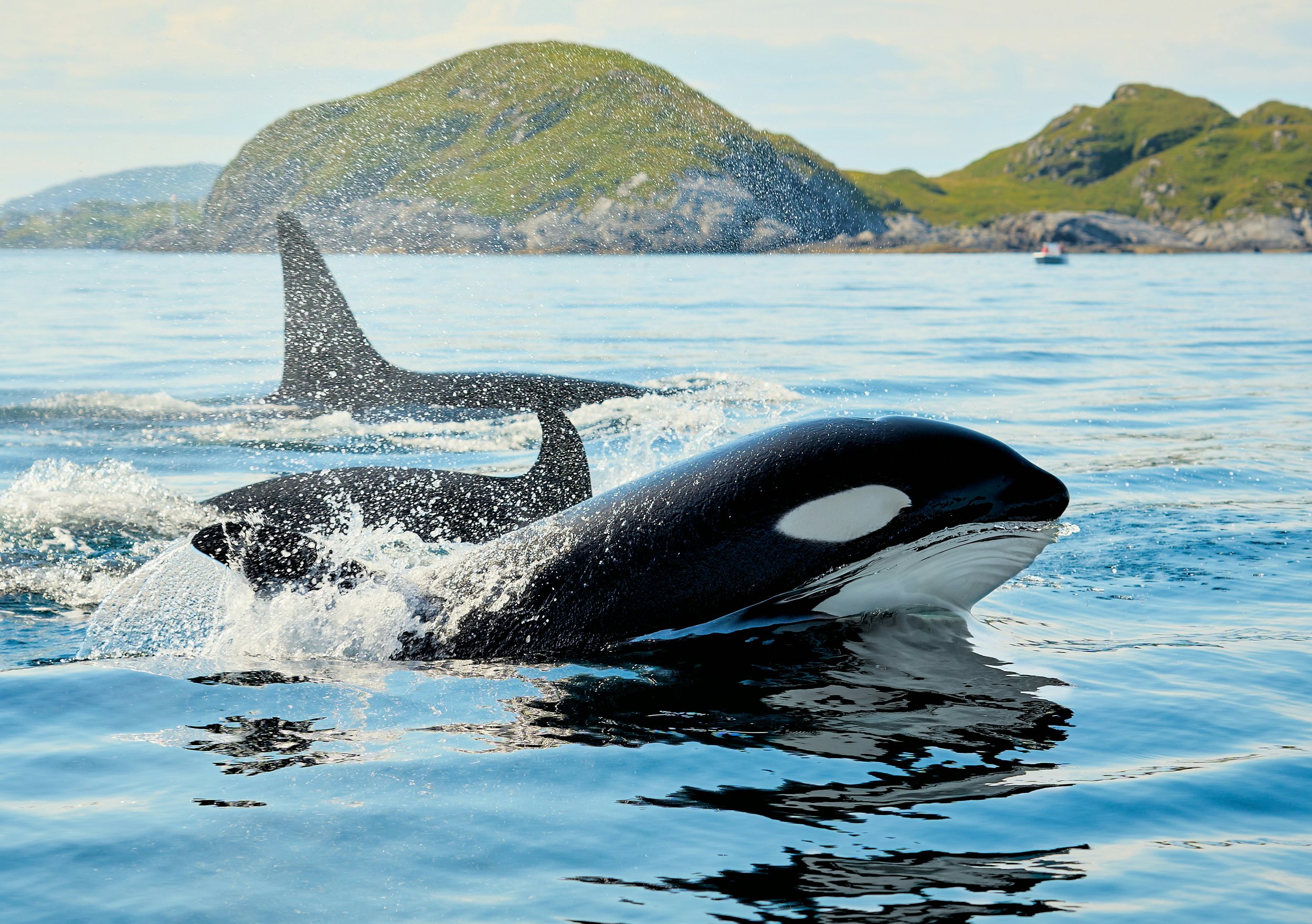 Whale watching at Ringstad Sjohus, Northern Norway, Arctic cabin retreat cozy getaway.