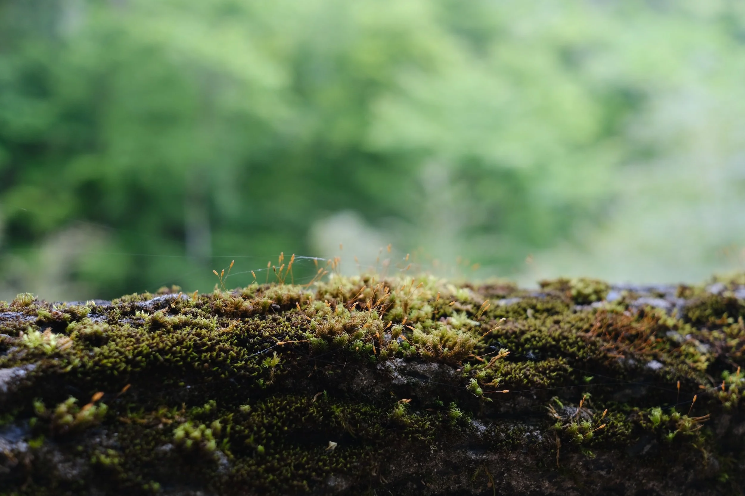 Close up of moss growing on tree bark