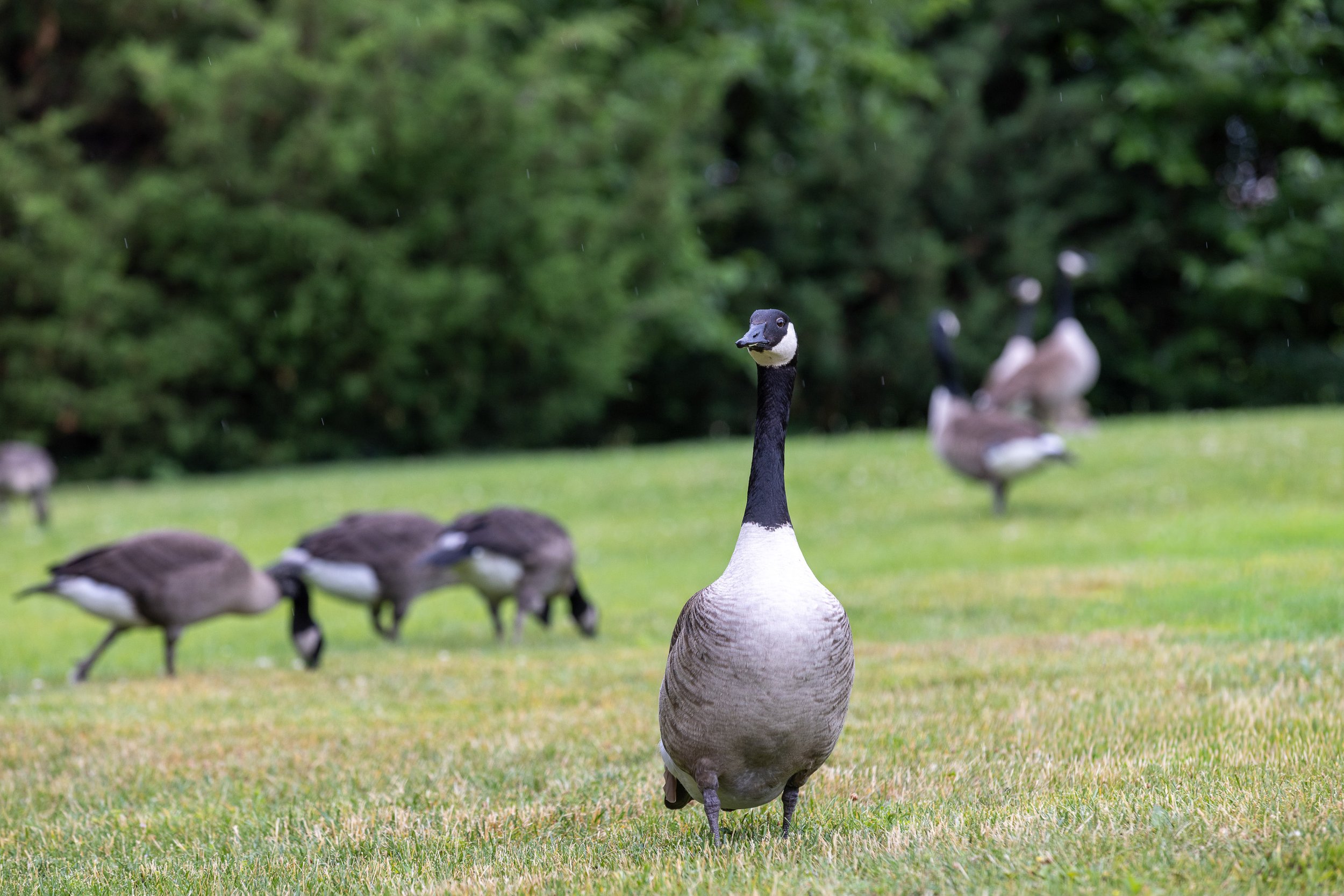 Canada geese graze on the broad lawns throughout Roosevelt Island’s residential neighborhoods. The open space is part of what makes the island feel unexpectedly different from the city surrounding it.