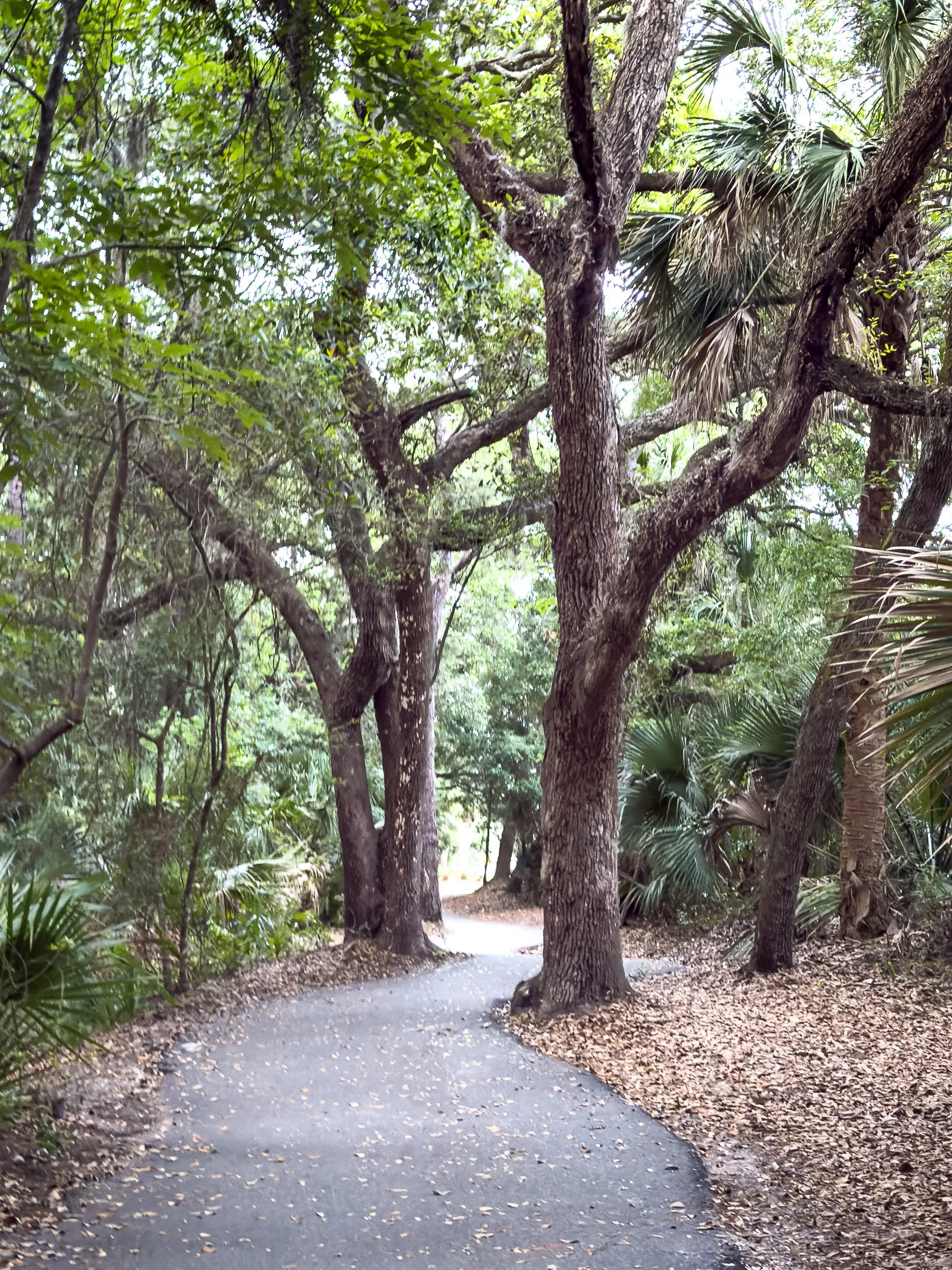 A paved walking/biking trail curves between mature trees inside Sea Pines on Hilton Head Island. Its wandering route reflects an early planning principle that still shapes the community: move people through the landscape without erasing the landscape